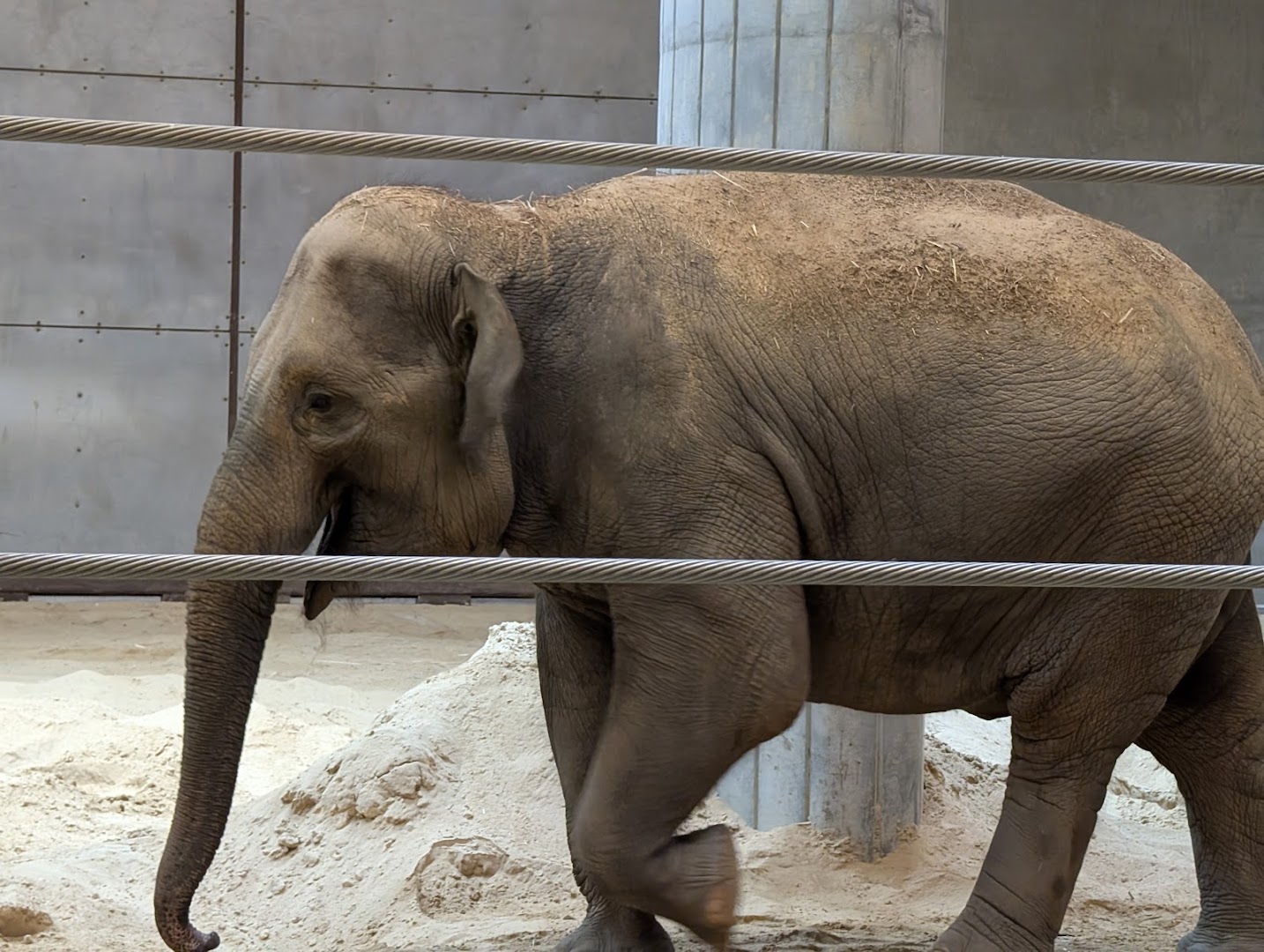 Elephant Trails photo 2