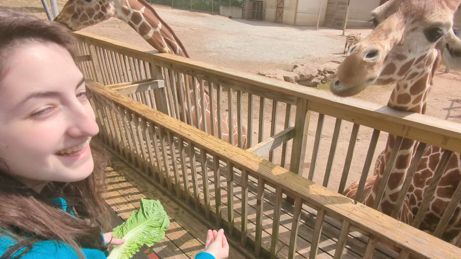 Elmwood Park Zoo photo 2