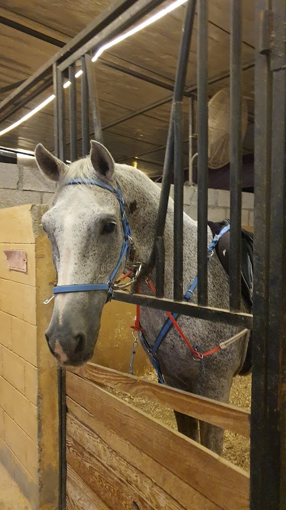 Equine Serenity photo 4