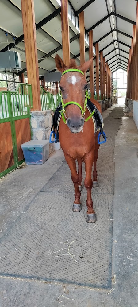 Equine Serenity photo 5