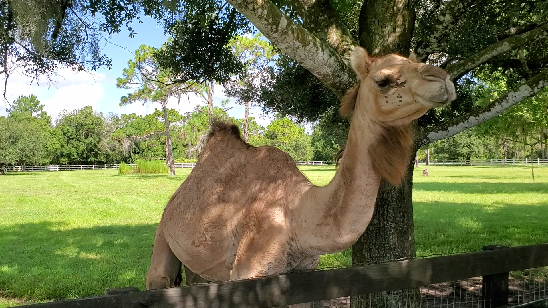 Exotic Animal Experience