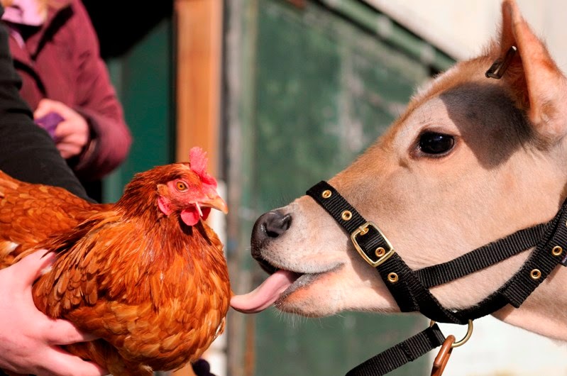 Farmer Parrs Animal World
