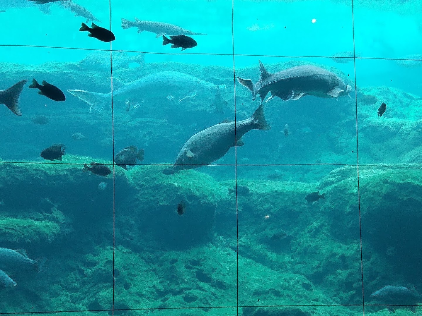 Flint RiverQuarium photo 2