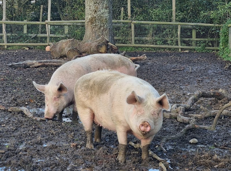 Foal Farm Animal Rescue Centre