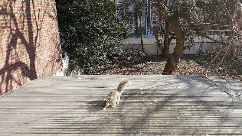 Fox Playground photo 2