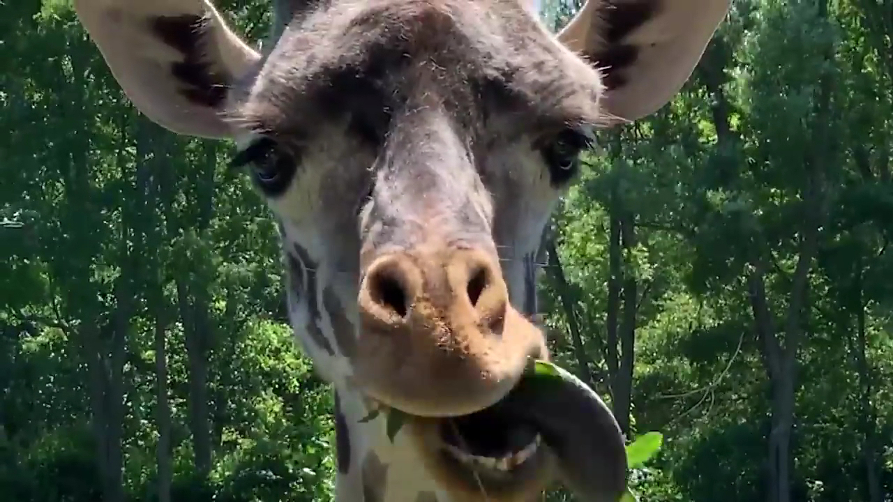 Franklin Park Zoo photo 2
