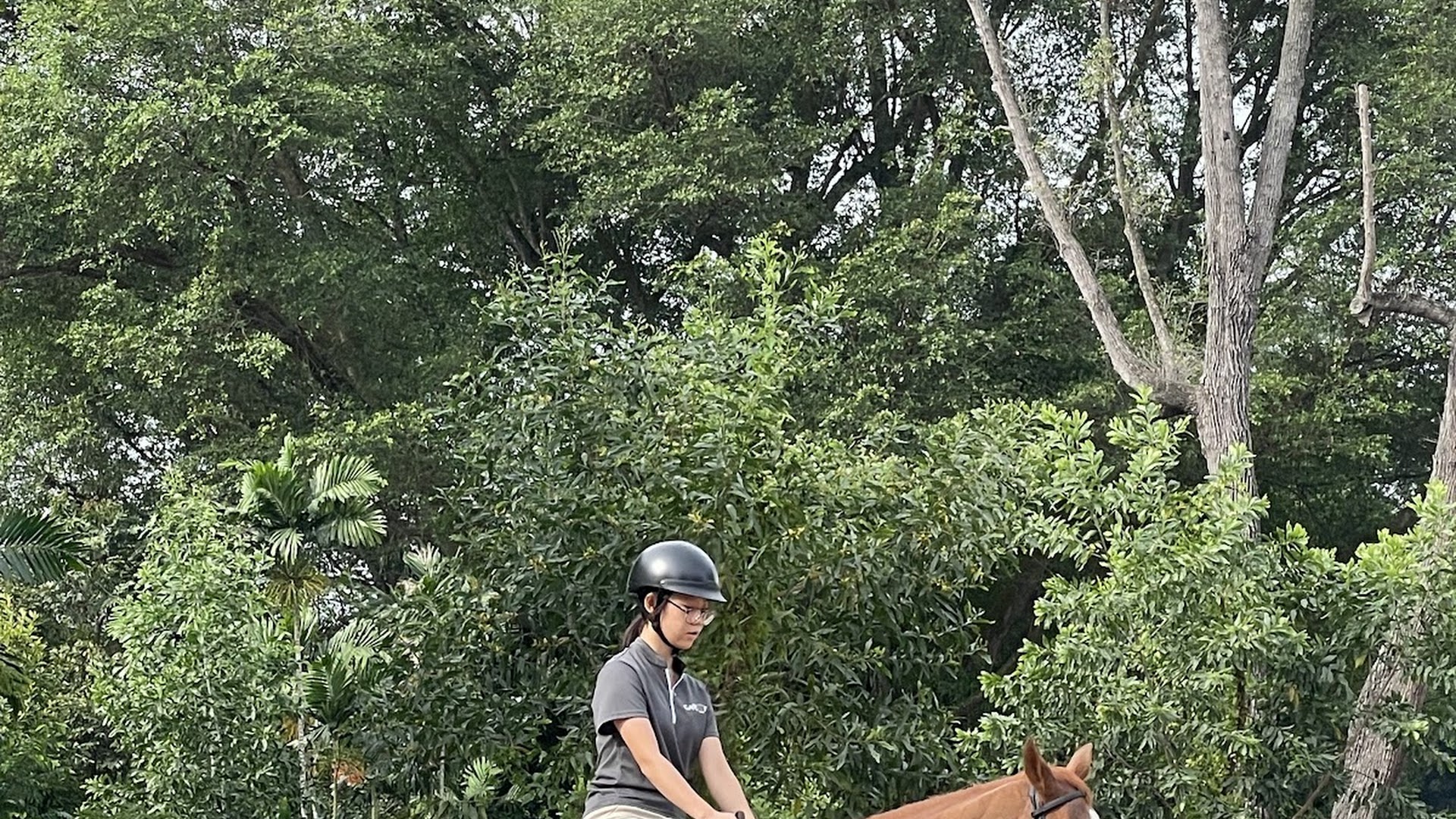 Gallop.sg