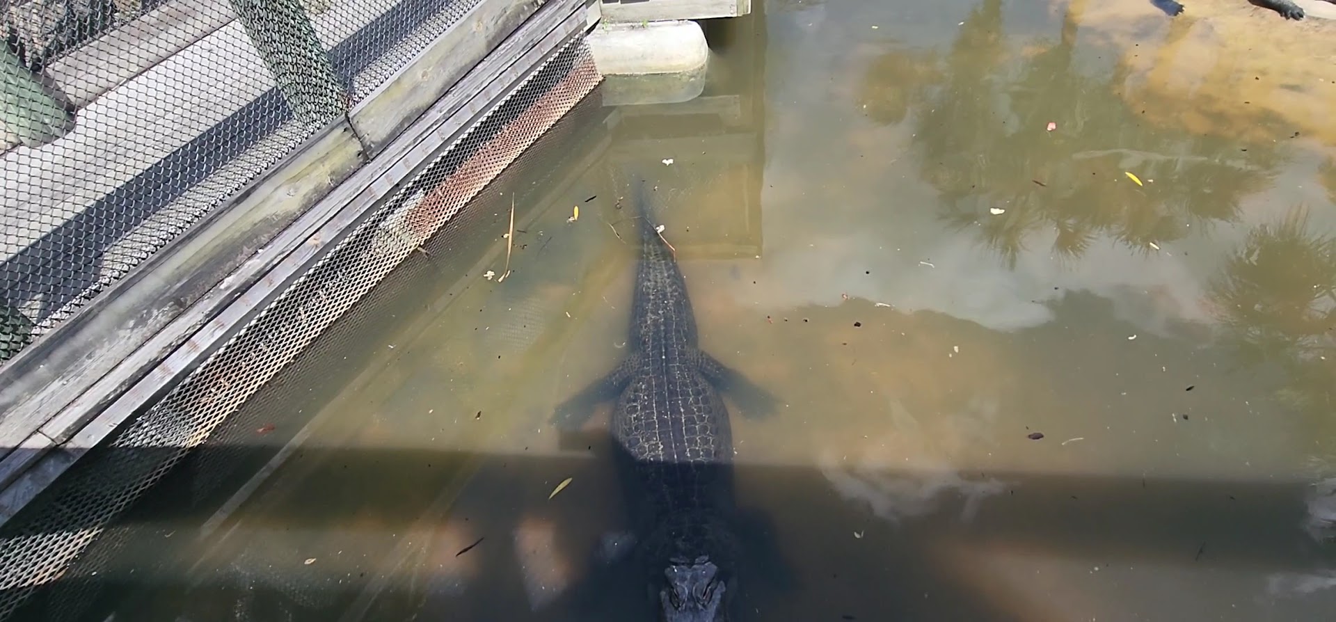 Gator Golf Adventure Park photo 2