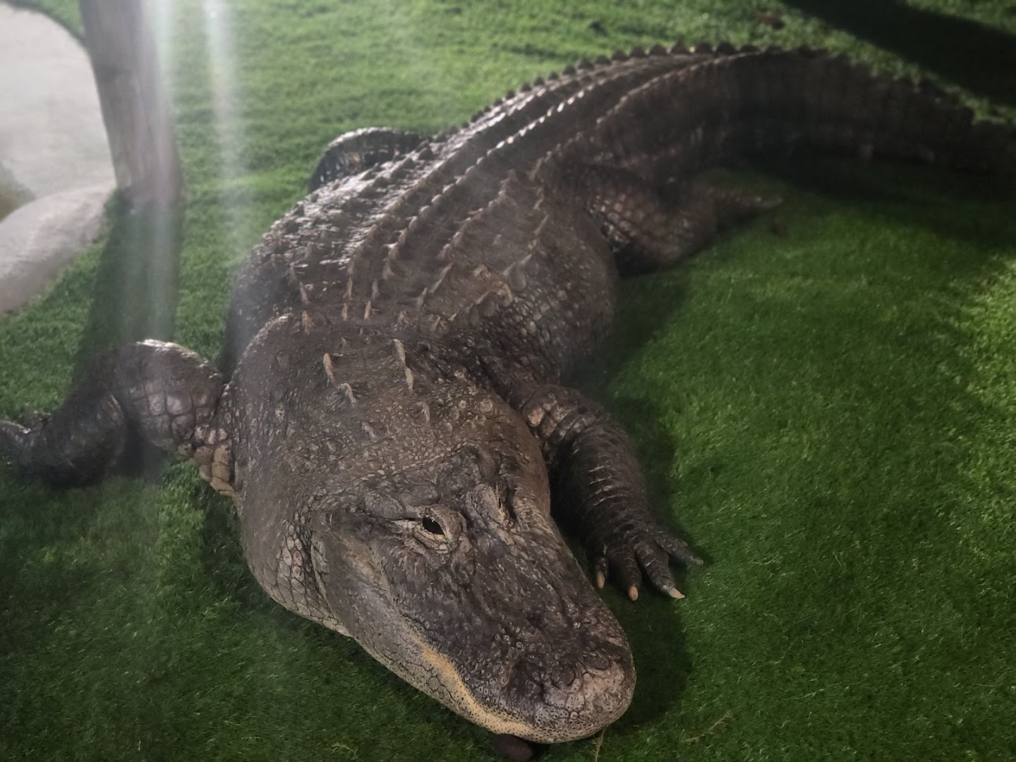 Gator Spot photo 2