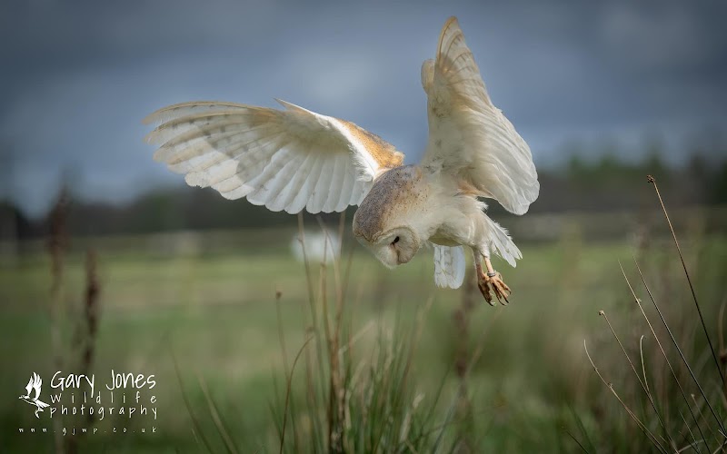 Gauntlet Birds of Prey - Eagle & Vulture Park (Knutsford)