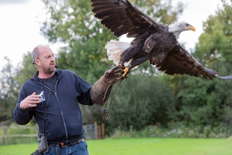 Gauntlet Birds of Prey - Eagle & Vulture Park (Knutsford) photo 2