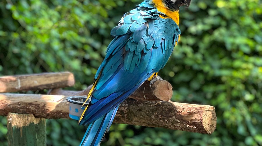 Georgia Untamed Zoo photo 2