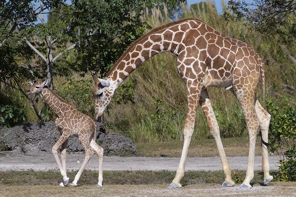 Giraffe Habitat