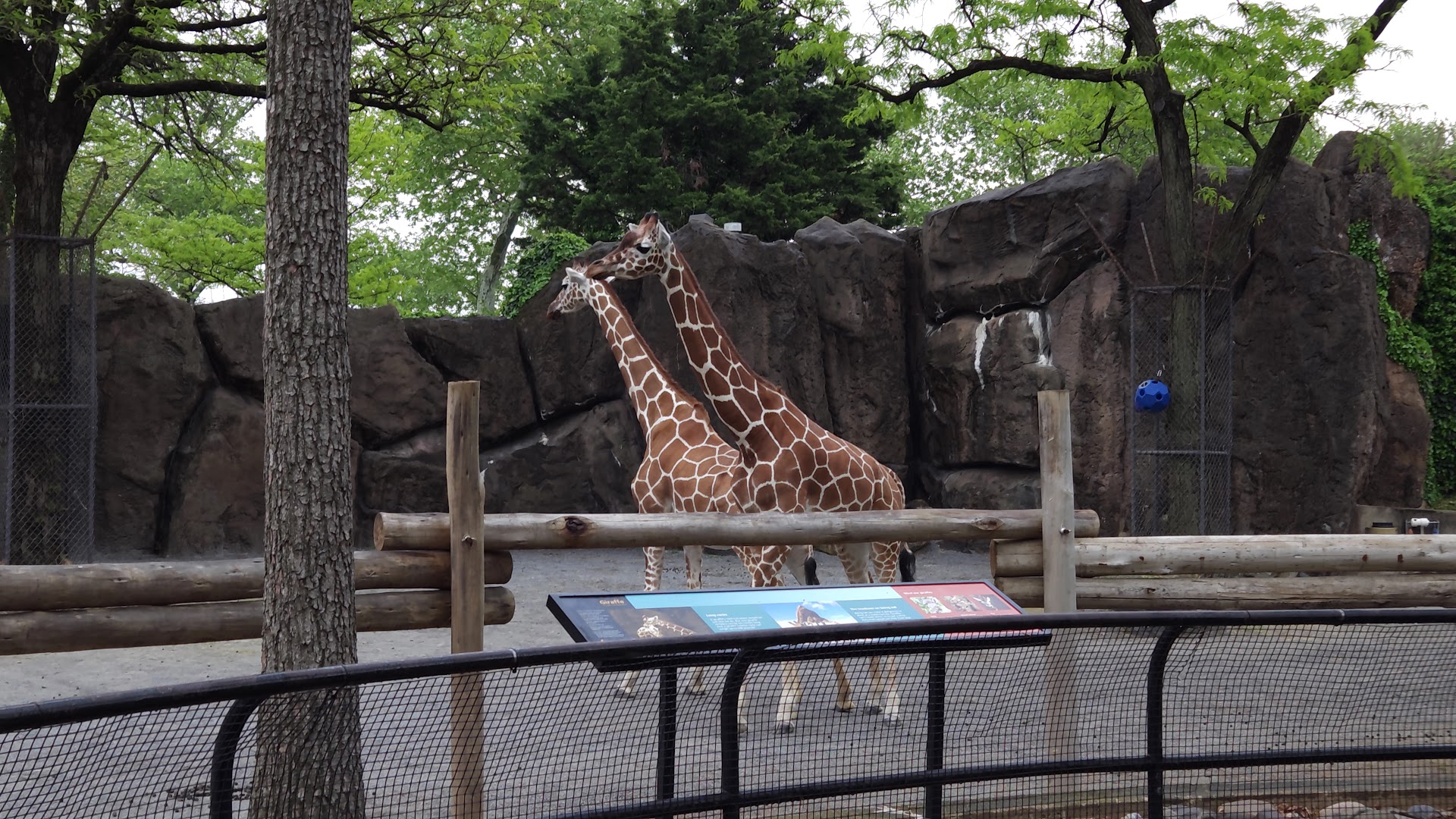 Giraffe Habitat photo 2
