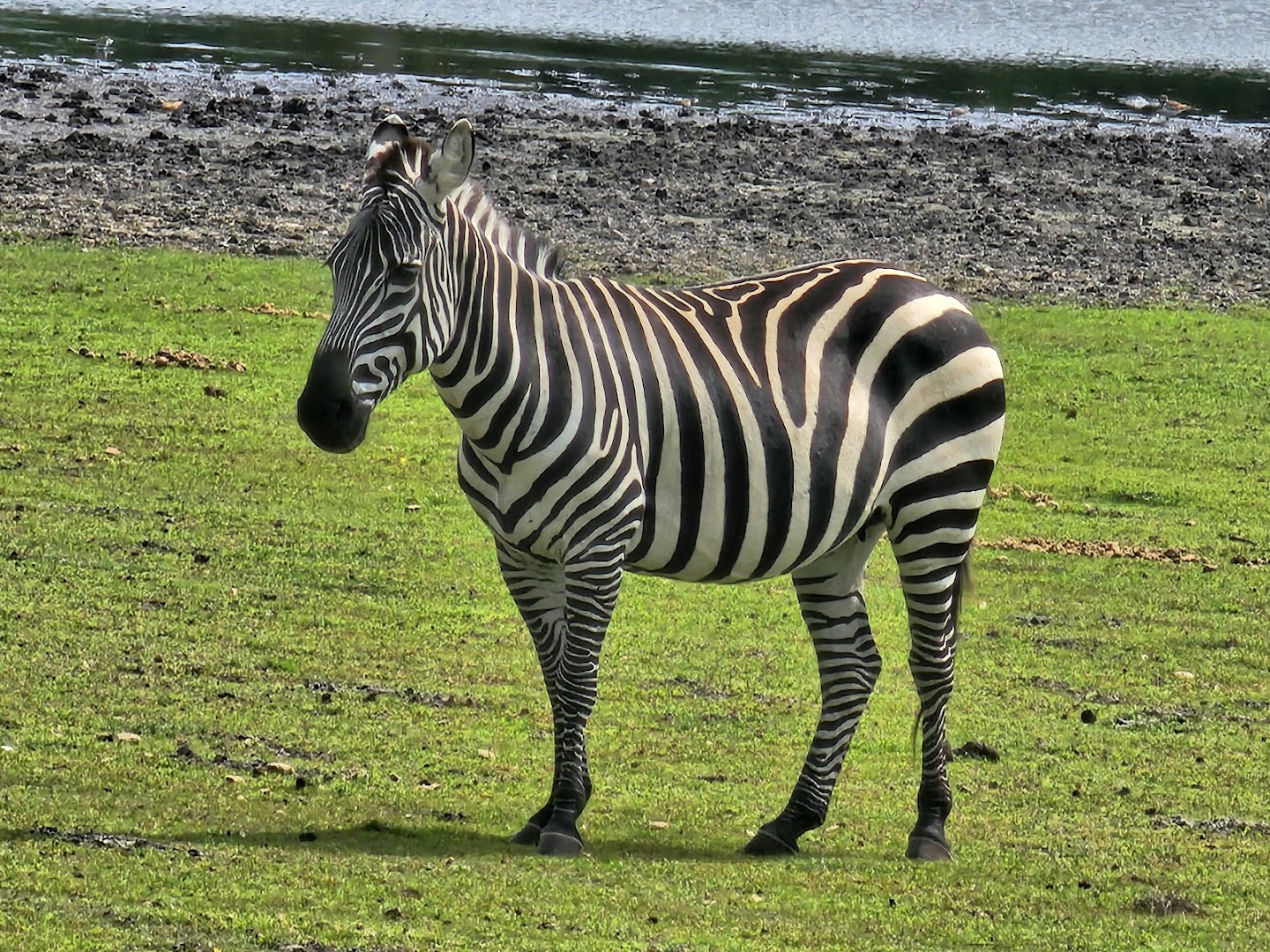 Giraffe Ranch photo 2