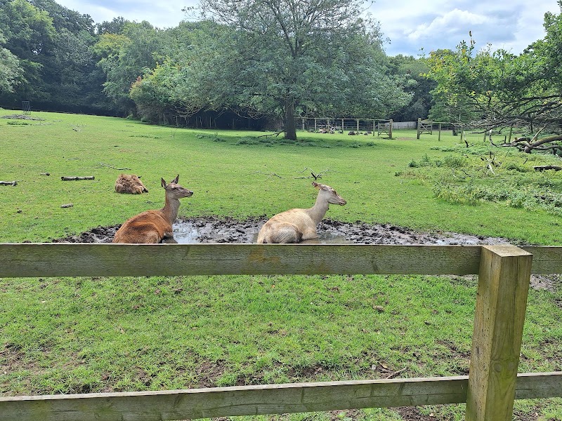Golders Hill Park Zoo