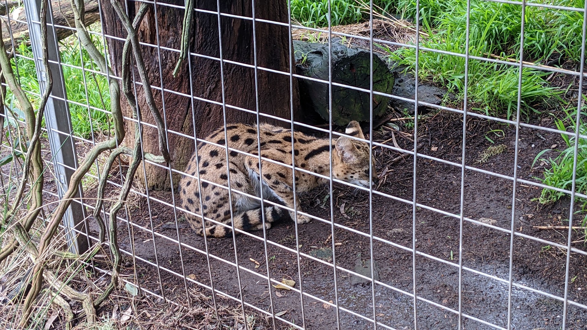 Gorge Wildlife Park photo 2