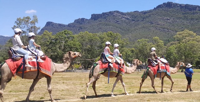 Grampians Camel Rides