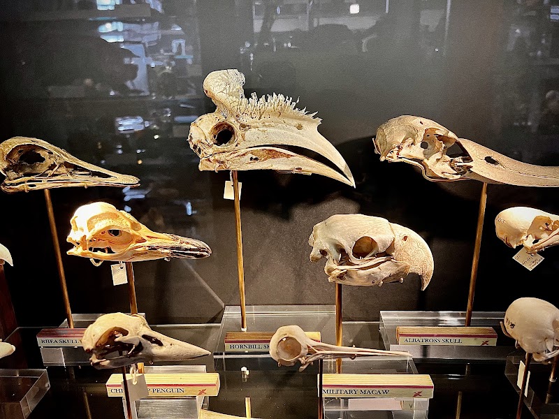 Grant Museum of Zoology photo 2