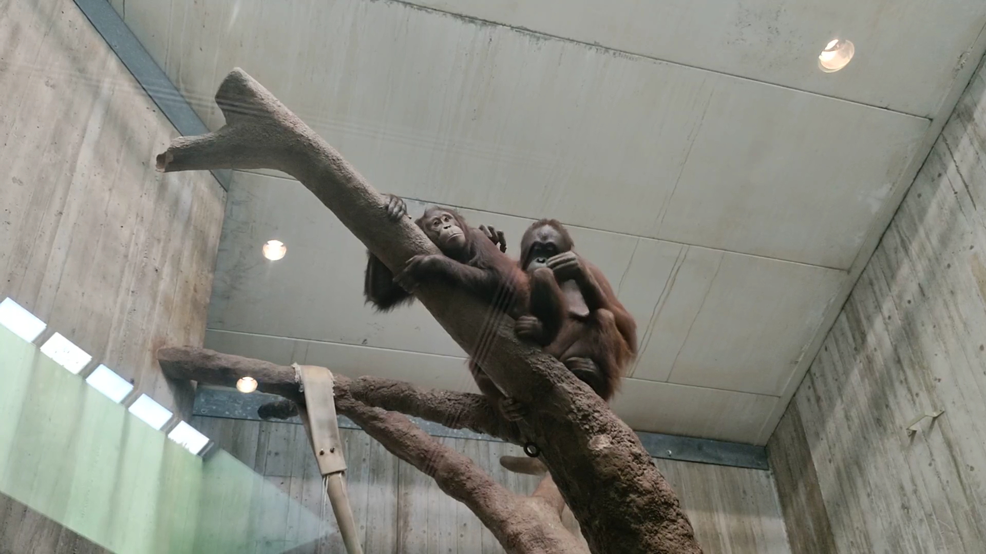 Great Ape House