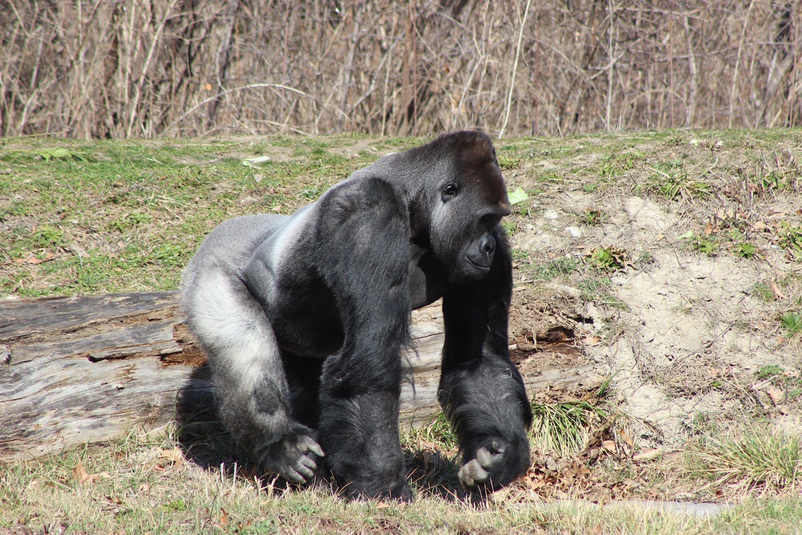 Great Apes of Harambee