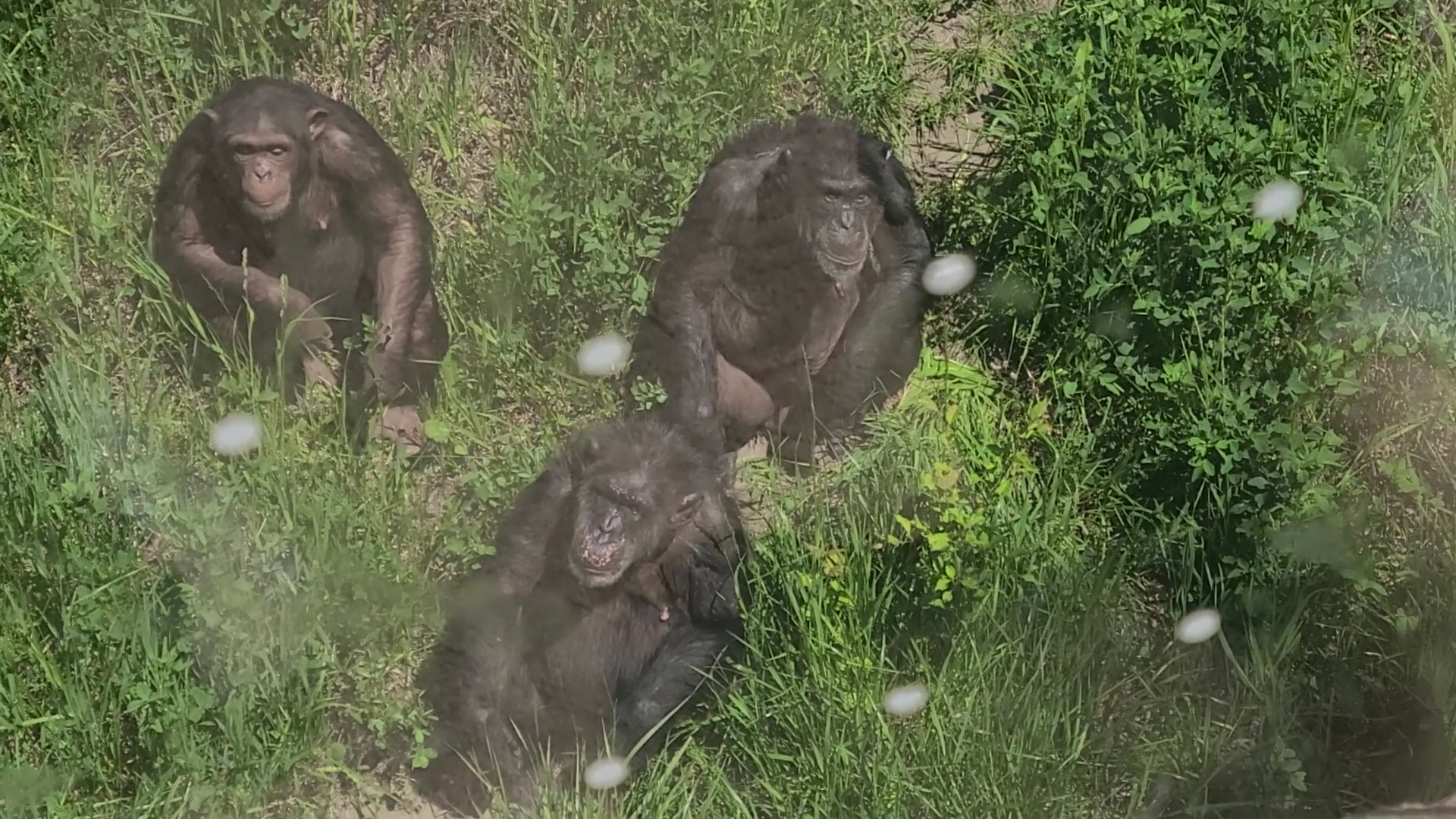 Great Apes of Harambee photo 2