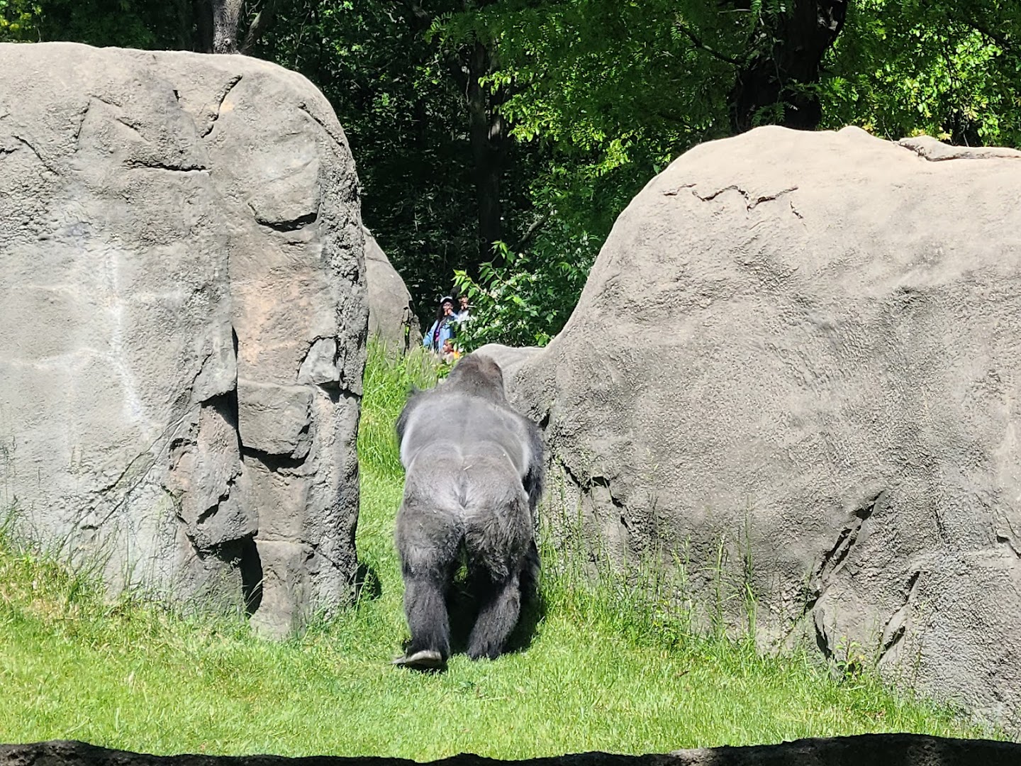 Great Apes of Harambee photo 3