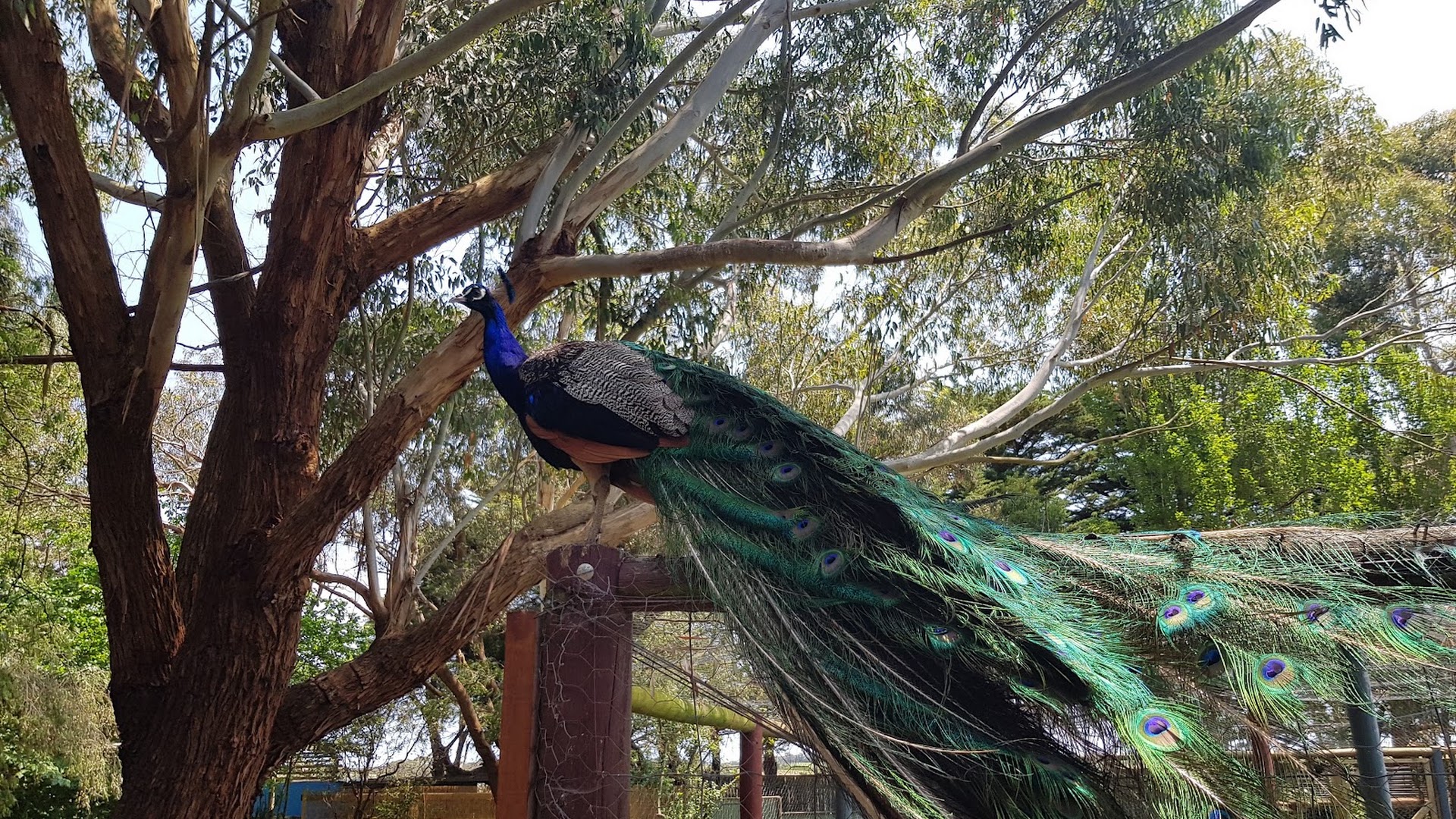 Great Ocean Road Wildlife Park photo 2