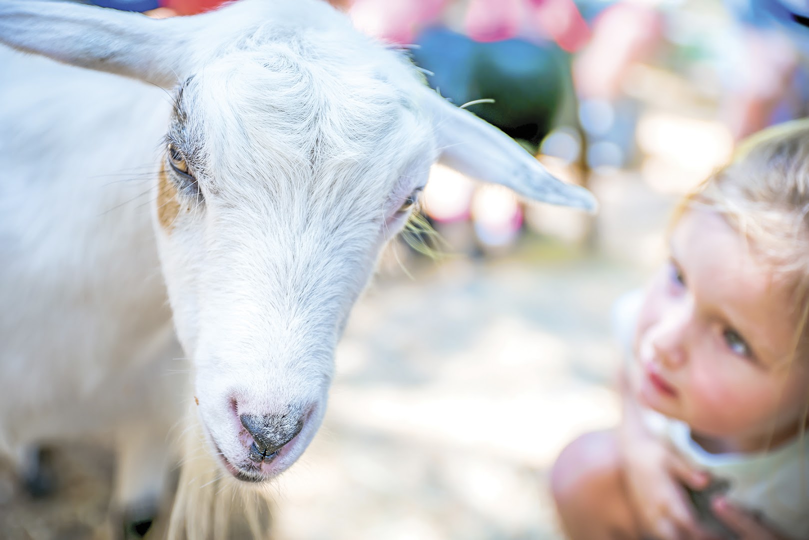 Green Meadows Petting Farm