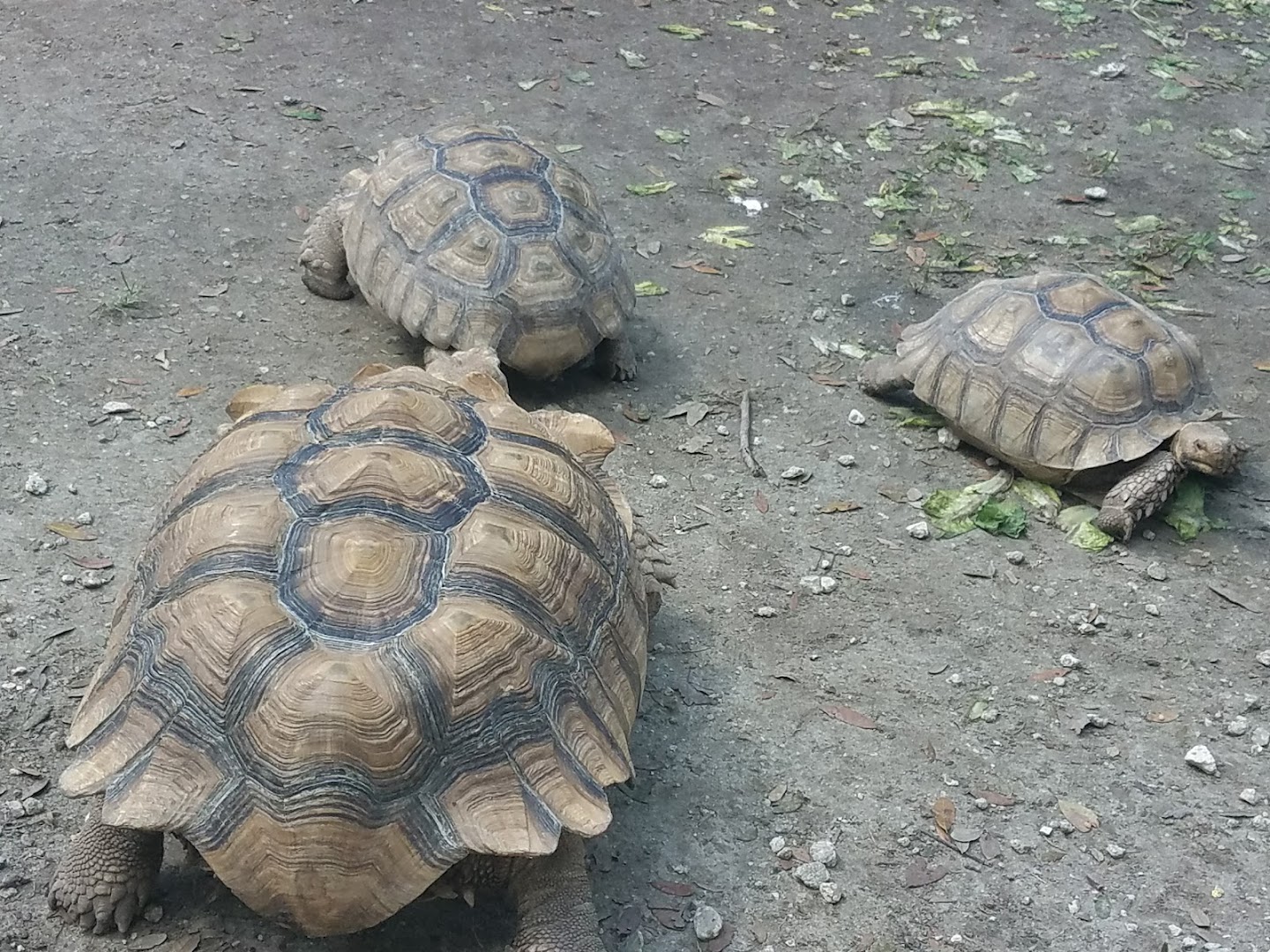 Green Meadows Petting Farm photo 3