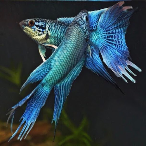 森流GreenFlow - 水族、爬蟲、奇異植物（觀塘店）