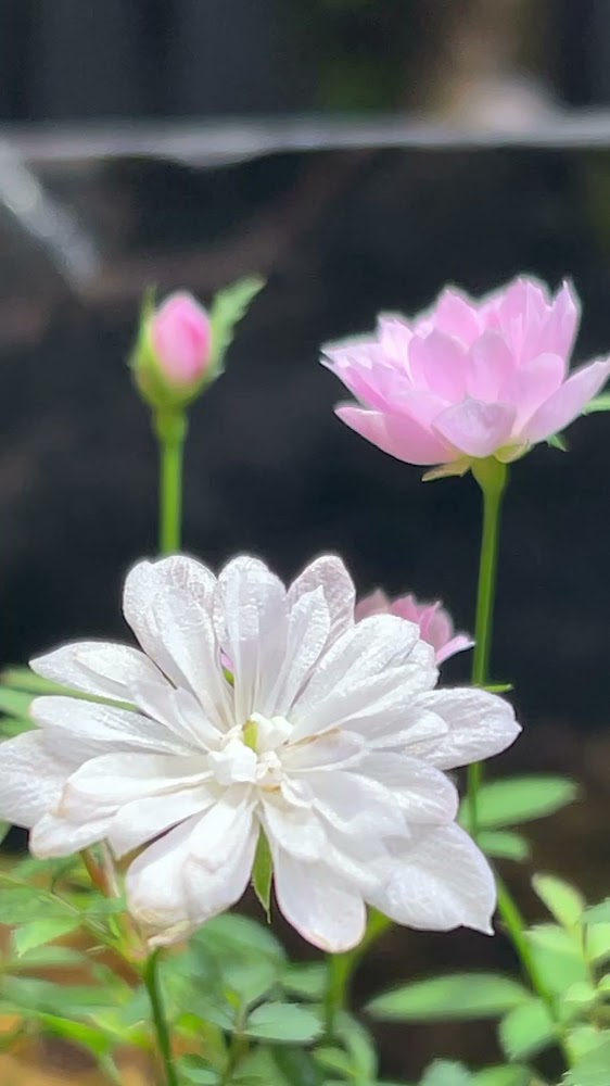 森流GreenFlow - 水族、爬蟲、奇異植物（觀塘店） photo 3