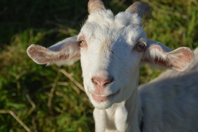 Greenslate Community Farm