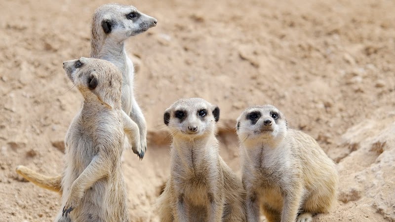 Halls Gap Zoo