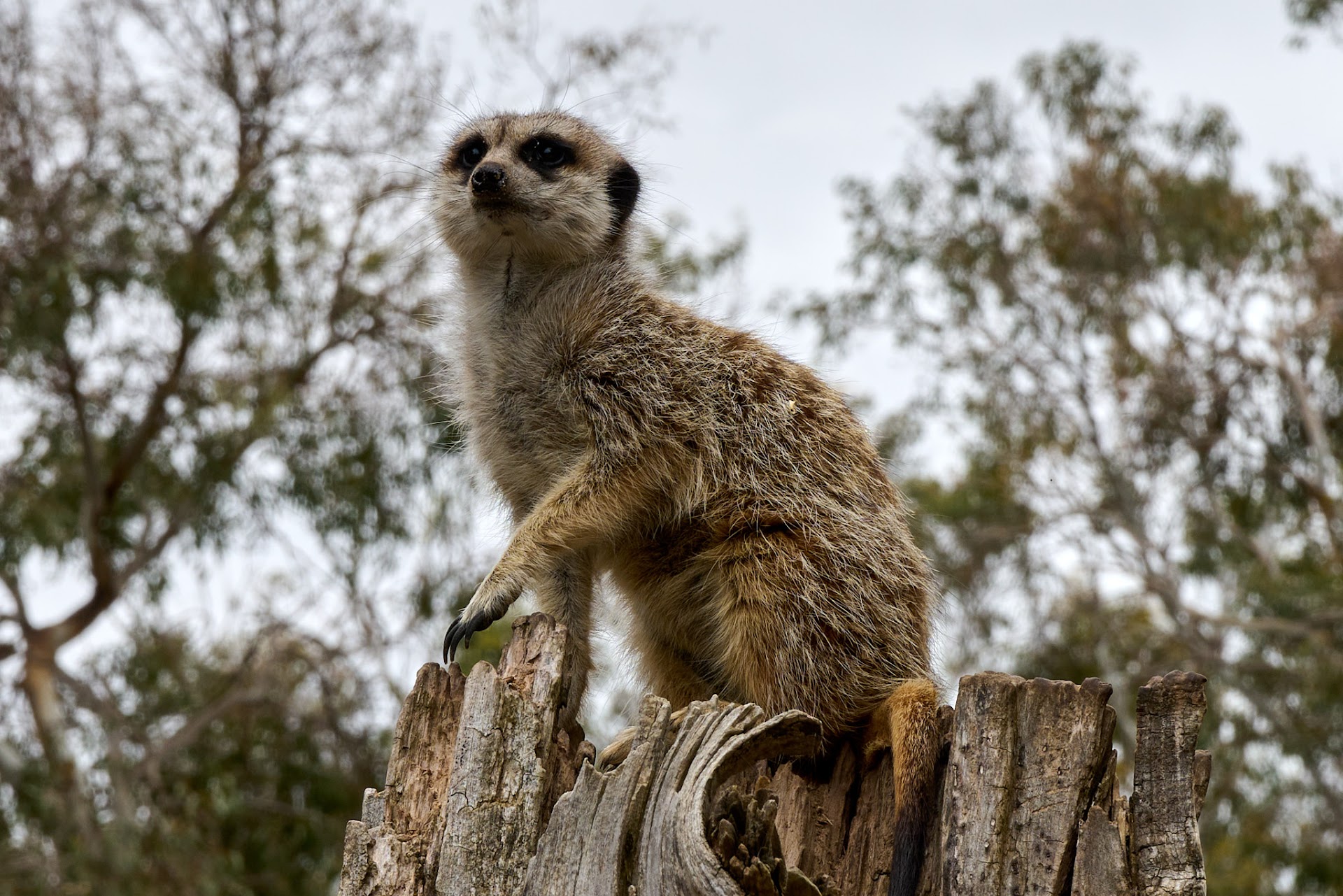 Halls Gap Zoo photo 3