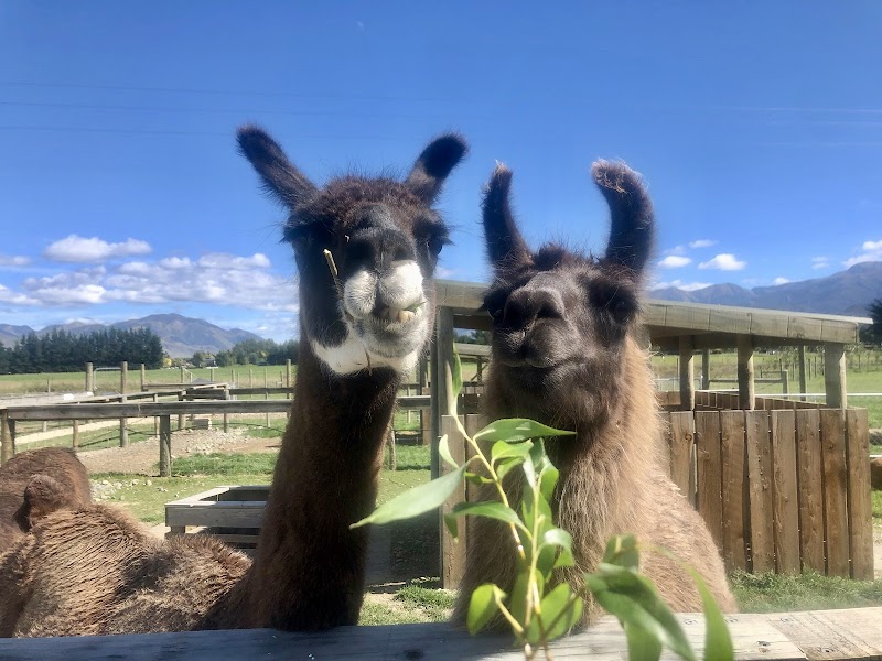 Hanmer Springs Animal Park photo 2