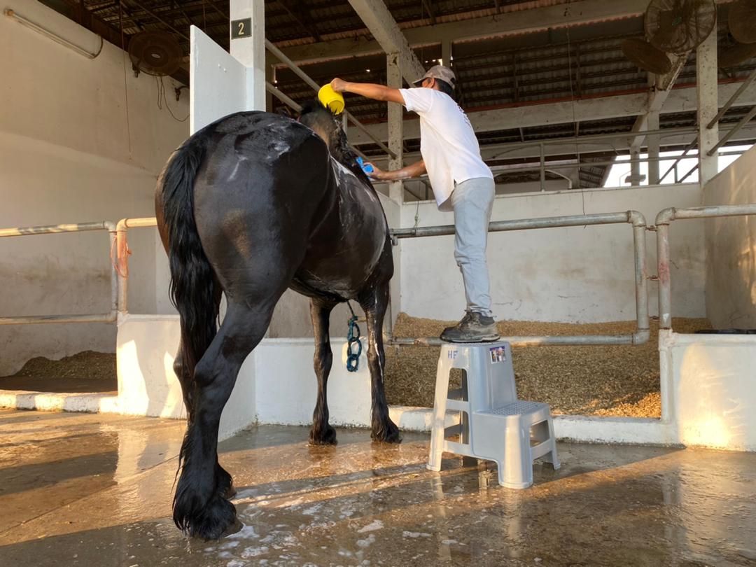 Happy Farms Hippotherapy Malaysia photo 3
