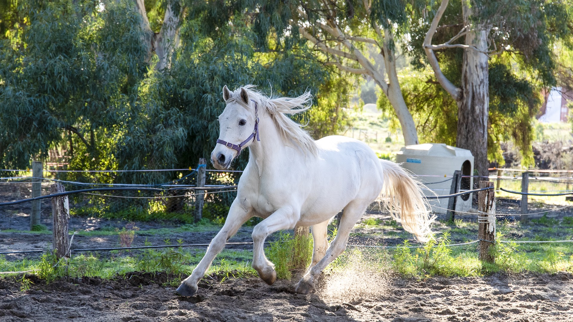 Happy Hooves Wanneroo