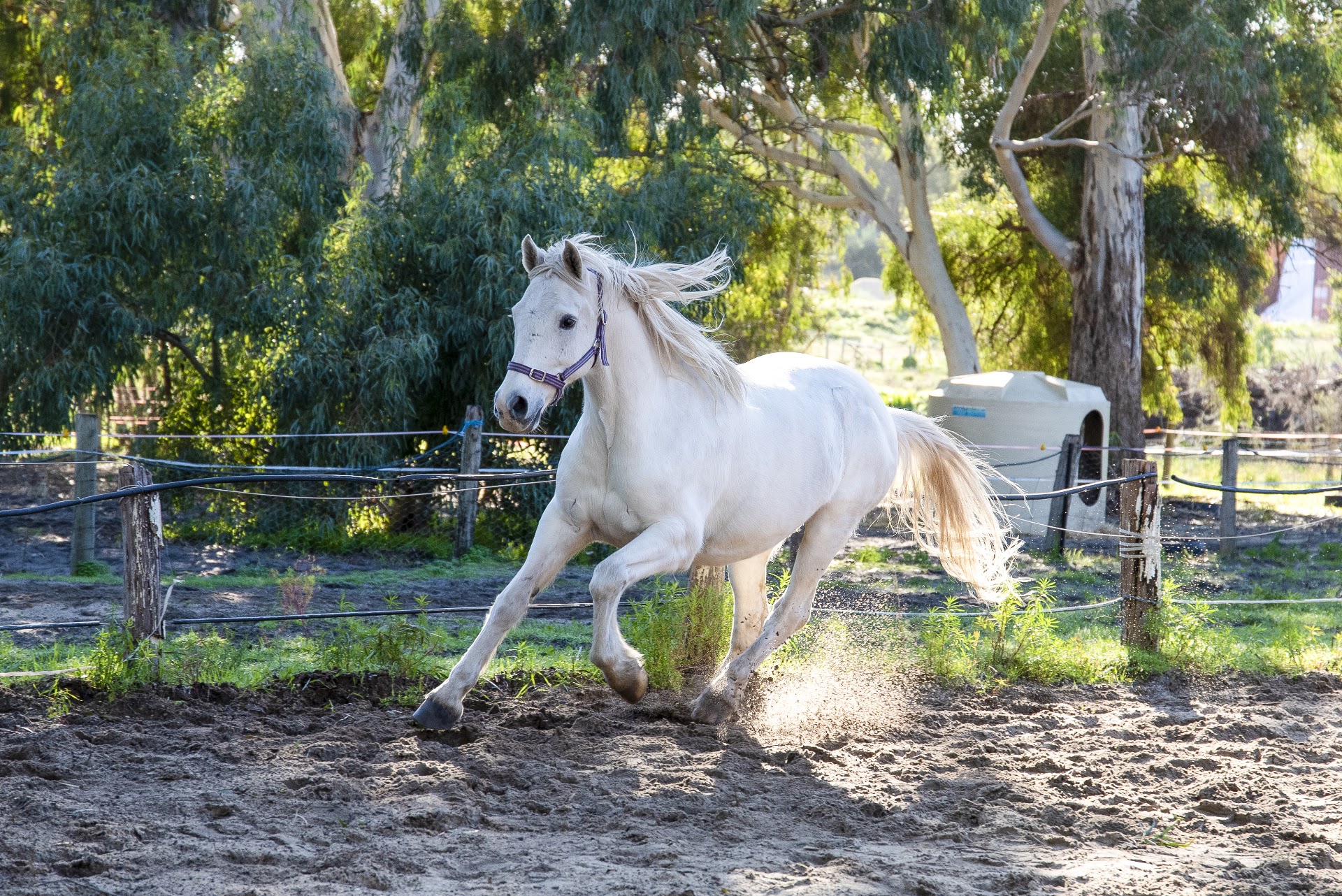 Happy Hooves Wanneroo photo 2