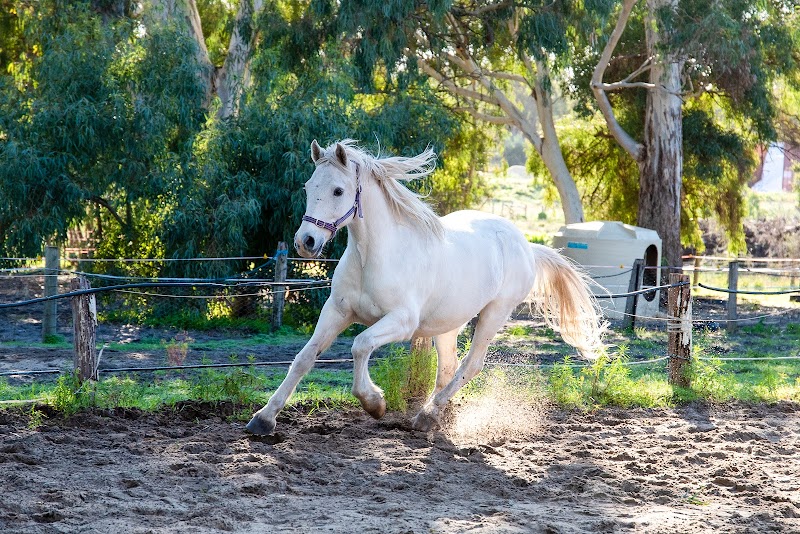 Happy Hooves Wanneroo photo 2