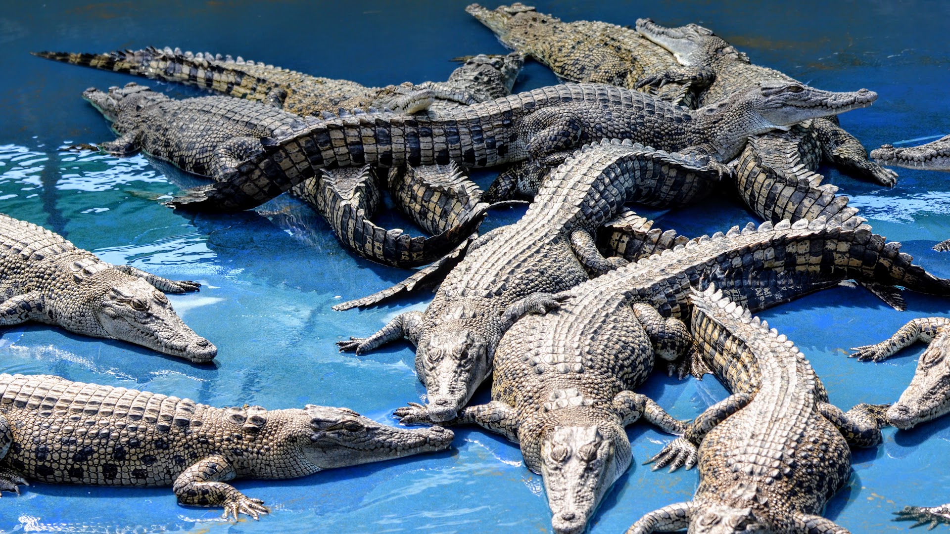 Hartley's Crocodile Adventures photo 3