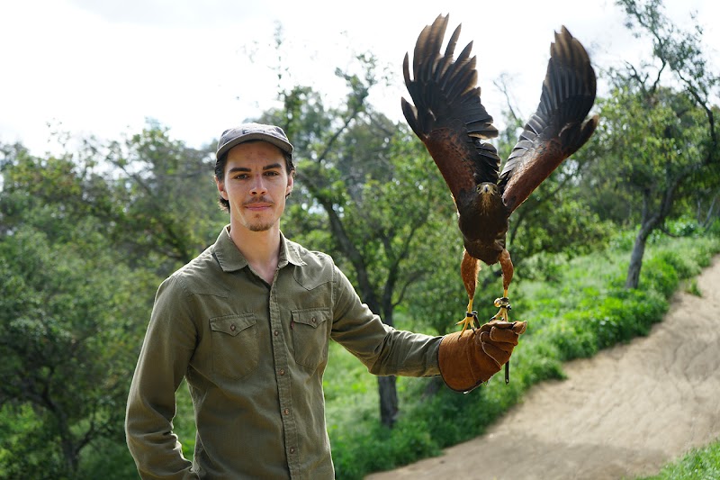 Hawk On Hand Falconry photo 2