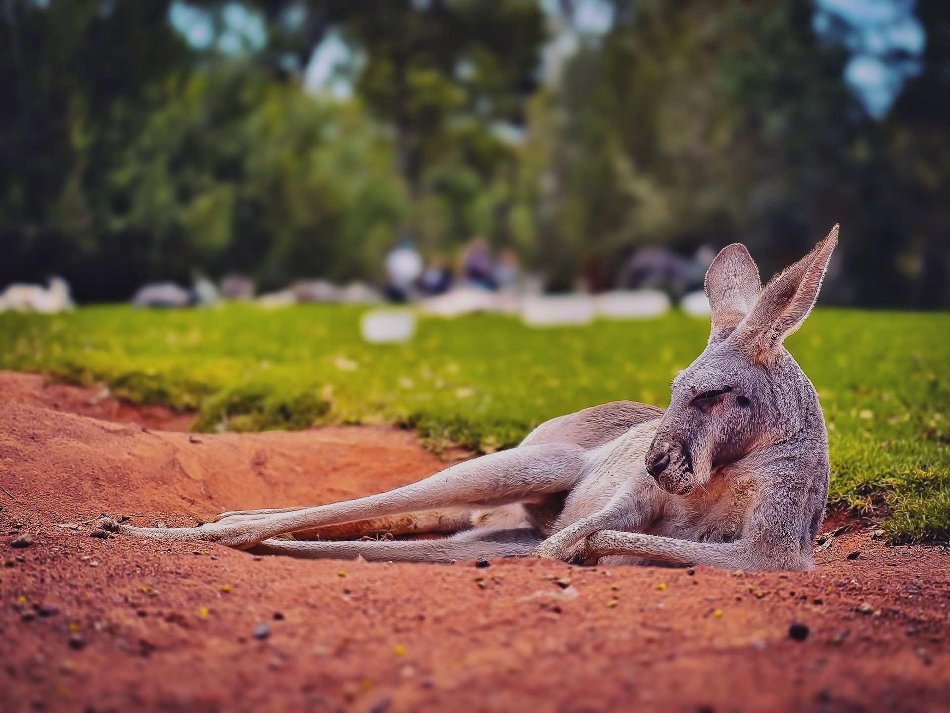 Healesville Sanctuary photo 2