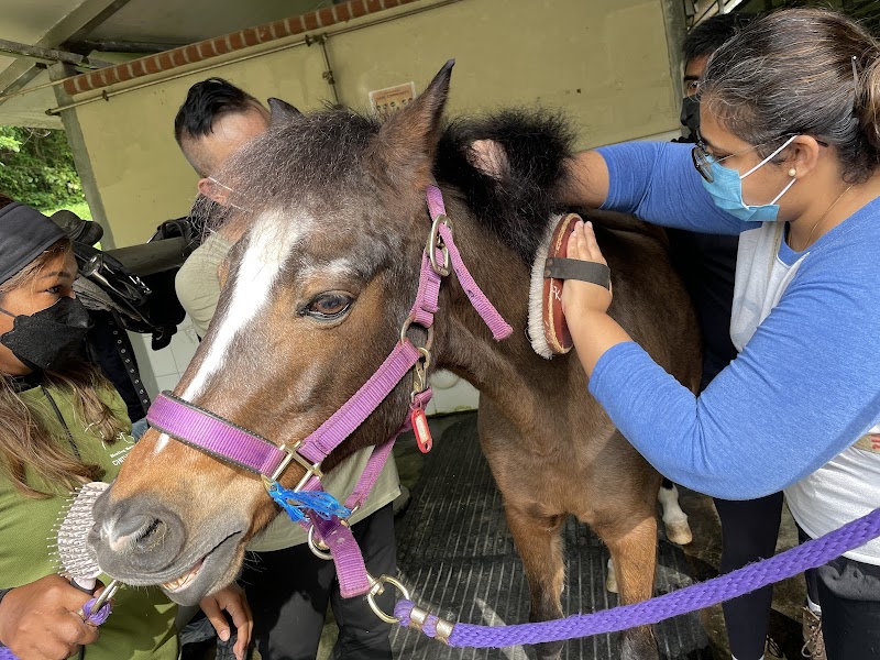 Healing Horses Singapore photo 2