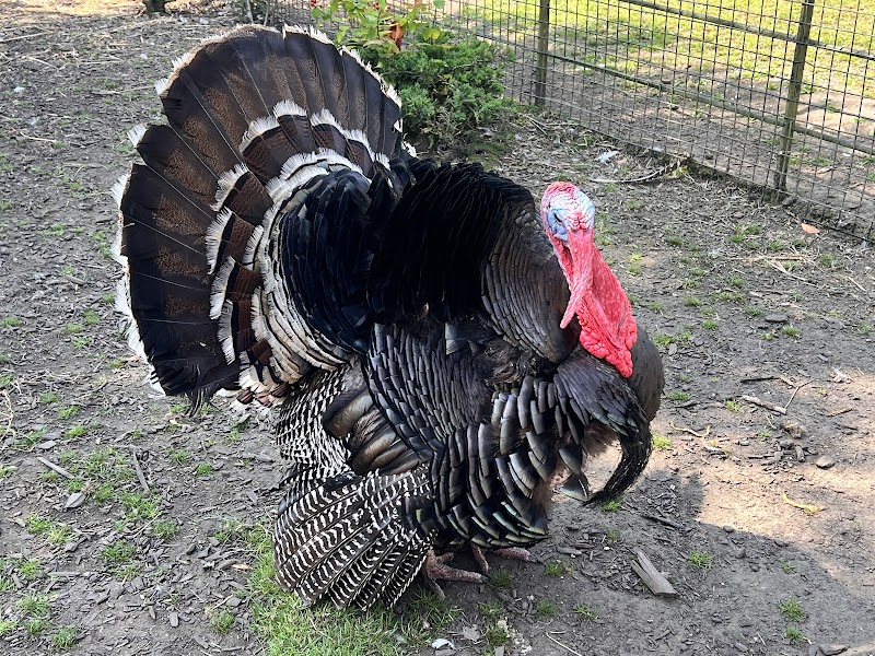 Heaton Park Animal Centre photo 2
