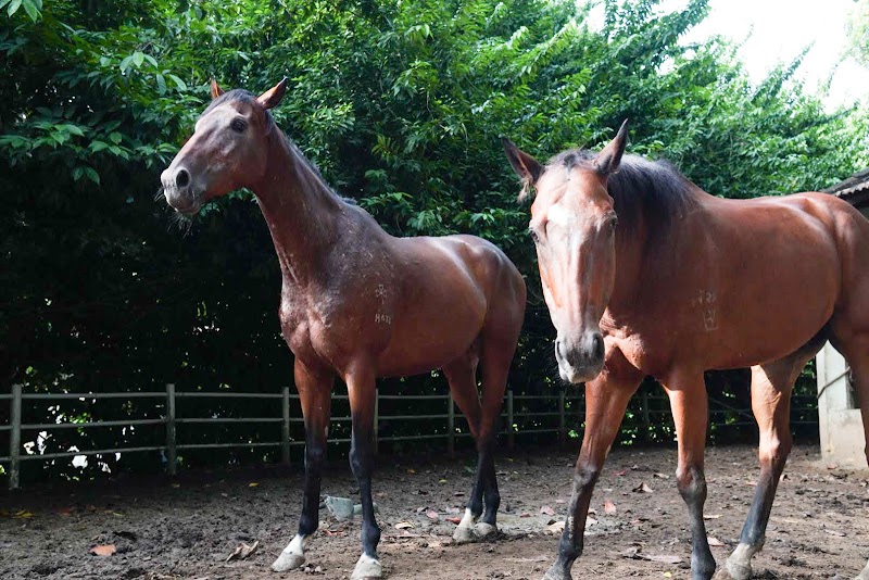 HERD Singapore (Human. Equine. Relationship. Development.)