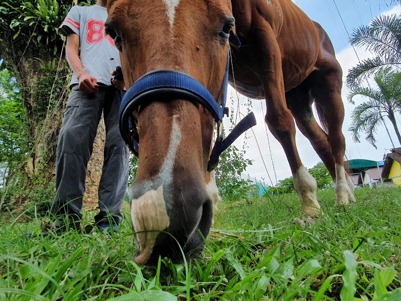 HERD Singapore (Human. Equine. Relationship. Development.) photo 2