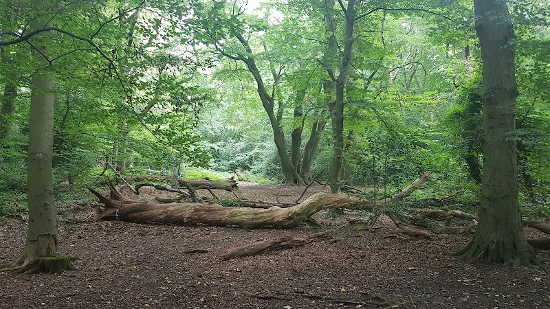 Highgate Wood photo 2