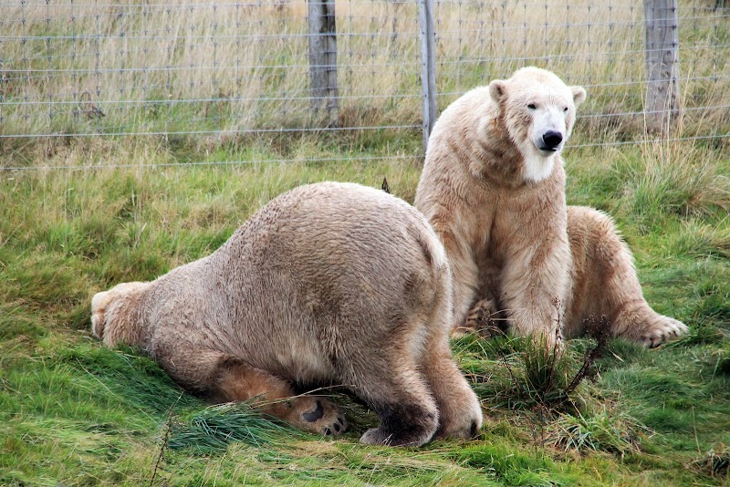 Highland Wildlife Park photo 2