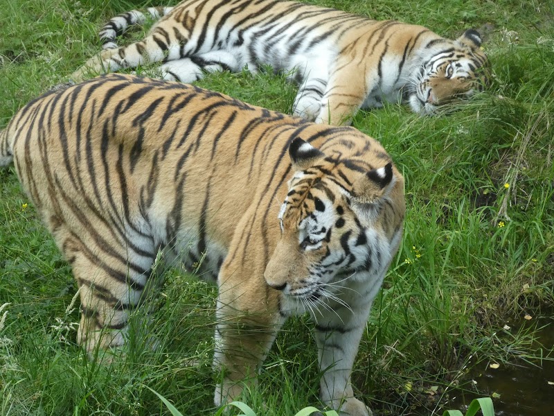 Highland Wildlife Park photo 3